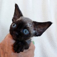 Red Hot Chili - Devon Rex kenel