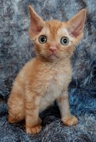 Red Hot Chili - Devon Rex kenel