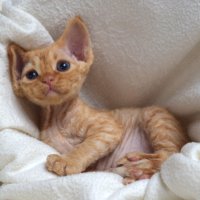 Red Hot Chili - Devon Rex kenel