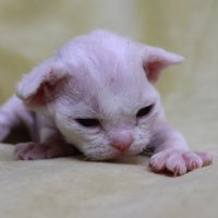 Red Hot Chili - Devon Rex kenel