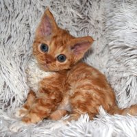 Red Hot Chili - Devon Rex kenel