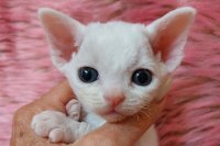 Red Hot Chili - Devon Rex kenel