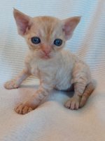 Red Hot Chili - Devon Rex kenel