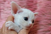 Red Hot Chili - Devon Rex kenel