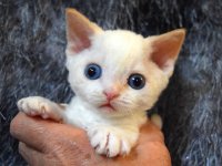 Red Hot Chili - Devon Rex kenel