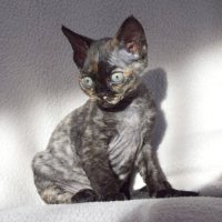 Red Hot Chili - Devon Rex kenel