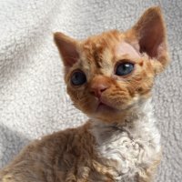 Red Hot Chili - Devon Rex kenel