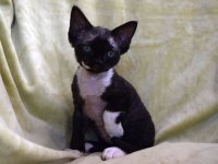 Red Hot Chili - Devon Rex kenel