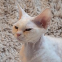 Red Hot Chili - Devon Rex kenel