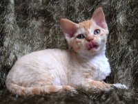 Red Hot Chili - Devon Rex kenel