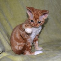 Red Hot Chili - Devon Rex kenel