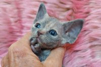 Red Hot Chili - Devon Rex kenel