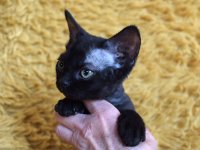 Red Hot Chili - Devon Rex kenel