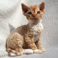 Red Hot Chili - Devon Rex kenel