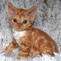 Red Hot Chili - Devon Rex kenel