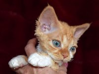 Red Hot Chili - Devon Rex kenel