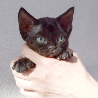 Red Hot Chili - Devon Rex kenel