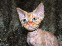 Red Hot Chili - Devon Rex kenel