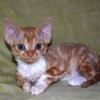 Red Hot Chili - Devon Rex kenel