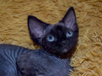 Red Hot Chili - Devon Rex kenel