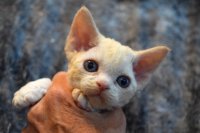 Red Hot Chili - Devon Rex kenel