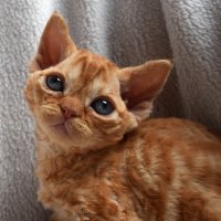 Red Hot Chili - Devon Rex kenel