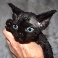 Red Hot Chili - Devon Rex kenel