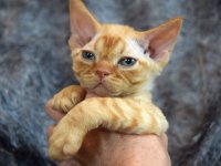 Red Hot Chili - Devon Rex kenel