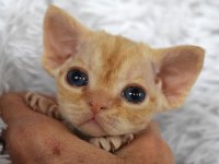 Red Hot Chili - Devon Rex kenel