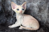 Red Hot Chili - Devon Rex kenel