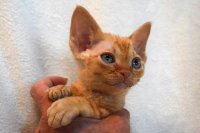 Red Hot Chili - Devon Rex kenel