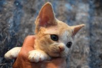 Red Hot Chili - Devon Rex kenel