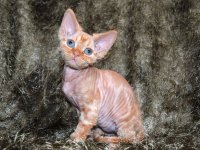 Red Hot Chili - Devon Rex kenel