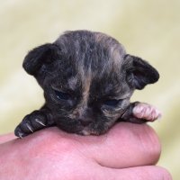 Red Hot Chili - Devon Rex kenel