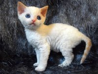 Red Hot Chili - Devon Rex kenel