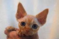 Red Hot Chili - Devon Rex kenel