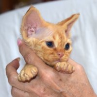 Red Hot Chili - Devon Rex kenel