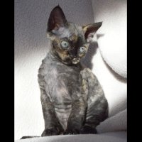 Red Hot Chili - Devon Rex kenel