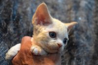 Red Hot Chili - Devon Rex kenel