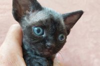 Red Hot Chili - Devon Rex kenel