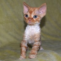 Red Hot Chili - Devon Rex kenel