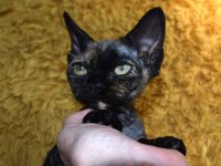 Red Hot Chili - Devon Rex kenel