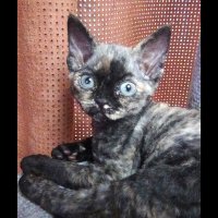 Red Hot Chili - Devon Rex kenel