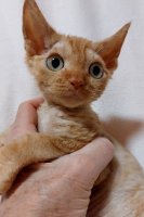 Red Hot Chili - Devon Rex kenel