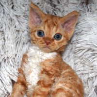 Red Hot Chili - Devon Rex kenel