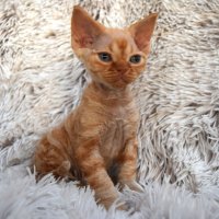 Red Hot Chili - Devon Rex kenel