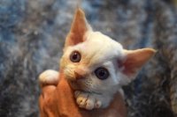 Red Hot Chili - Devon Rex kenel