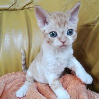 Red Hot Chili - Devon Rex kenel