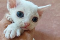 Red Hot Chili - Devon Rex kenel