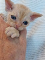 Red Hot Chili - Devon Rex kenel